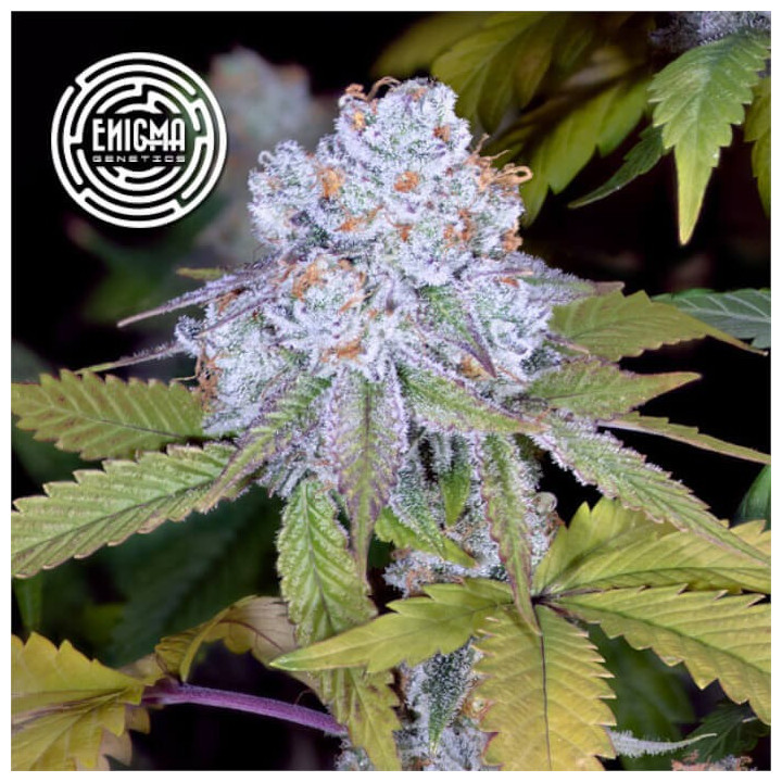 Semillas feminizadas DosiDos Sherbert de Enigma Genetics