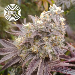 Semillas feminizadas Forbidden Sherbert de Enigma Genetics