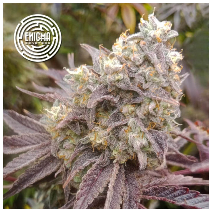 Semillas feminizadas Forbidden Sherbert de Enigma Genetics