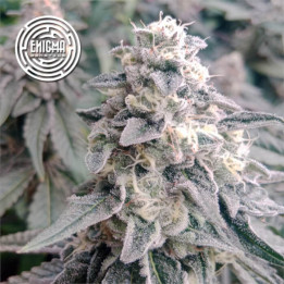 Semillas feminizadas LA Wedding Pop de Enigma Genetics