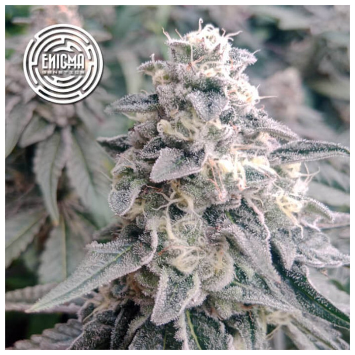 Semillas feminizadas LA Wedding Pop de Enigma Genetics