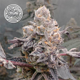 Semillas feminizadas Original Sunset Sherbert de Enigma Genetics