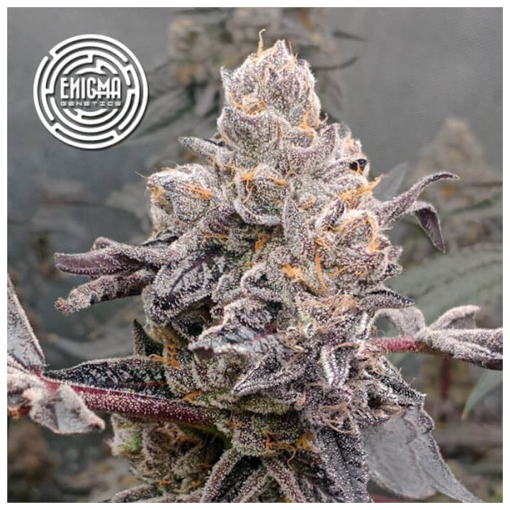 Semillas feminizadas Original Sunset Sherbert de Enigma Genetics