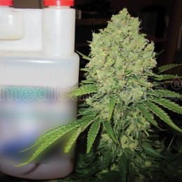 Prozack (Medical Seeds)