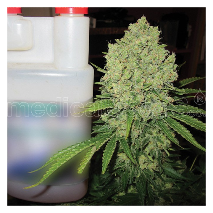 Prozack (Medical Seeds)