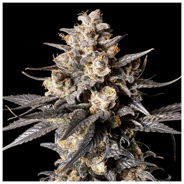 Semillas de marihuana feminizadas Apples & Bananas de 00 Seeds