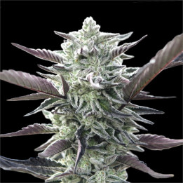 Semillas de marihuana feminizadas Oreoz de 00 Seeds