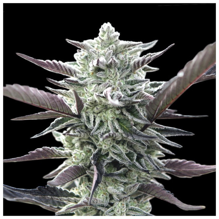 Semillas de marihuana feminizadas Oreoz de 00 Seeds