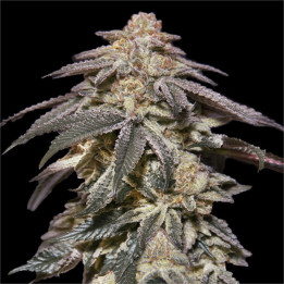 Semillas de marihuana autoflorecientes Apples & Bananas Auto de 00 Seeds