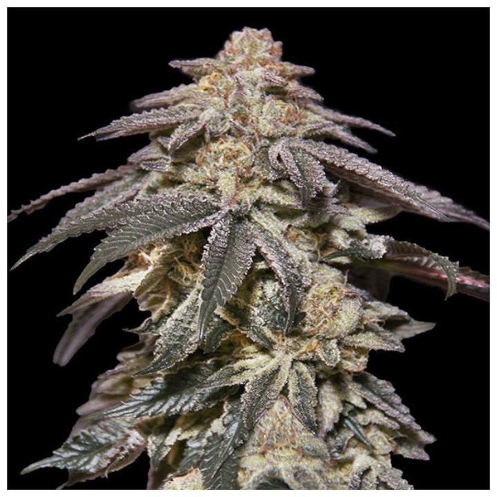 Semillas de marihuana autoflorecientes Apples & Bananas Auto de 00 Seeds