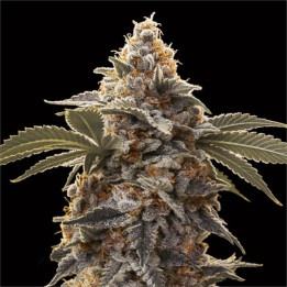 Semillas de marihuana autoflorecientes Bubba's Gift Auto de 00 Seeds