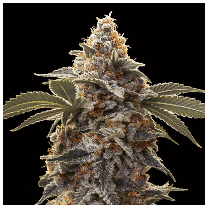 Semillas de marihuana autoflorecientes Bubba's Gift Auto de 00 Seeds