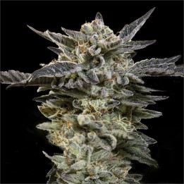 Semillas de marihuana autoflorecientes Oreoz Auto de 00 Seeds
