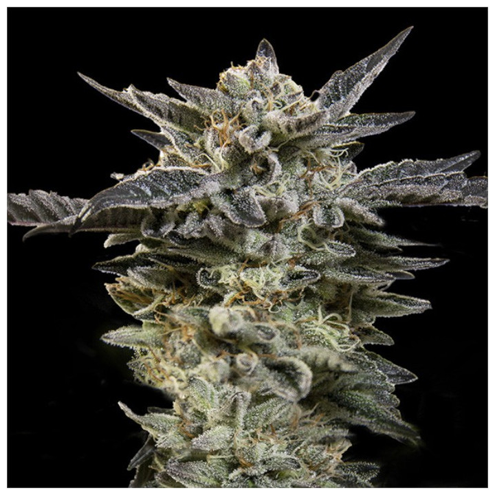 Semillas de marihuana autoflorecientes Oreoz Auto de 00 Seeds