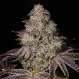 Semillas a granel Auto Rainbow Sherbet