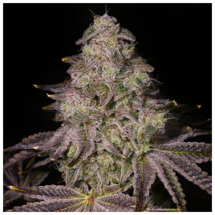 Semillas a granel Auto Rainbow Sherbet