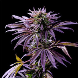 Semillas a granel Auto Tropicana Cookies XXL