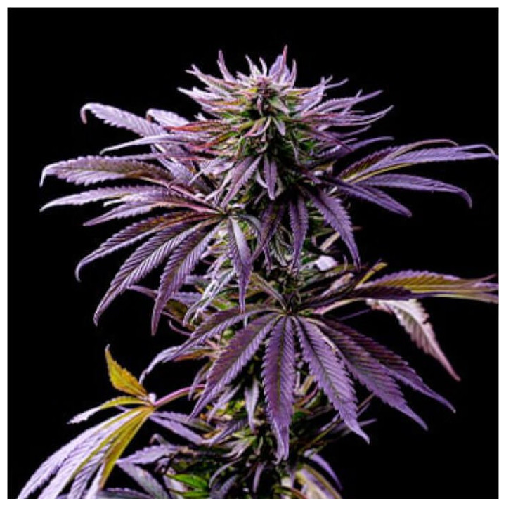 Semillas a granel Auto Tropicana Cookies XXL
