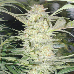 White Widow (Medical Seeds)