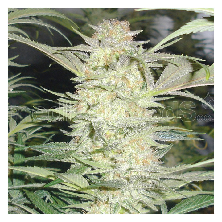 White Widow (Medical Seeds)