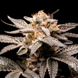 Semillas de marihuana feminizadas Fancy de R-Kiem