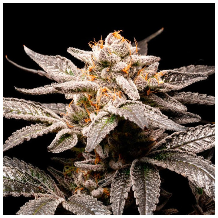 Semillas de marihuana feminizadas Fancy de R-Kiem