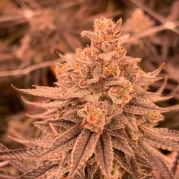 Semillas de marihuana feminizadas Dullbutter de R-Kiem