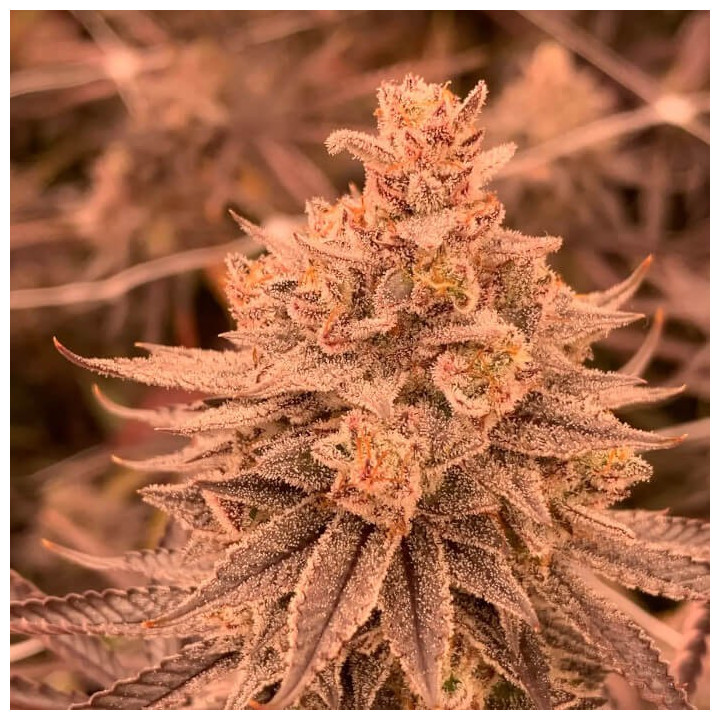 Semillas de marihuana feminizadas Dullbutter de R-Kiem