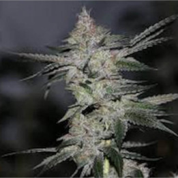 Semillas de marihuana feminizadas Bananukis de R-Kiem