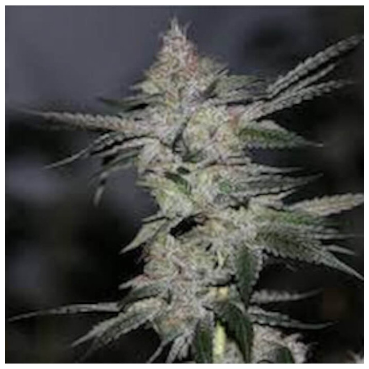 Semillas de marihuana feminizadas Bananukis de R-Kiem
