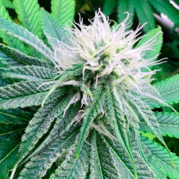 Semillas de marihuana feminizadas Banana Desser S1 de R-Kiem