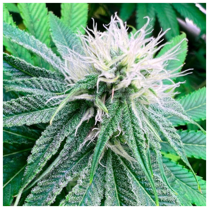 Semillas de marihuana feminizadas Banana Desser S1 de R-Kiem