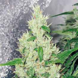 Y Griega (Medical Seeds)