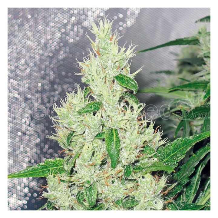 Y Griega (Medical Seeds)