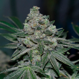 Semillas de marihuana regulares Klementine de R-Kiem