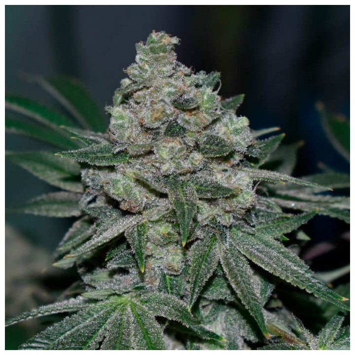 Semillas de marihuana regulares Klementine de R-Kiem