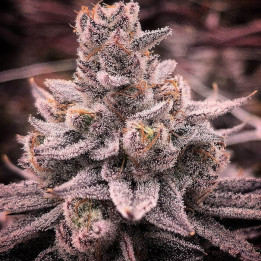 Semillas de marihuana regulares Banana Dessert de R-Kiem