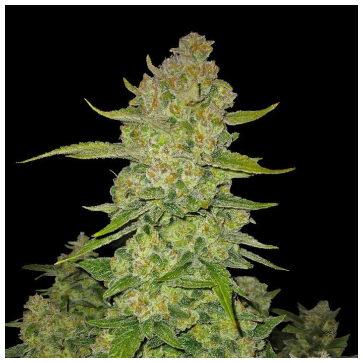Semillas Autoflorecientes Papaya Cookies Auto de Fast Buds
