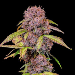 Semillas Autoflorecientes Lemon Cherry Cookies Auto de Fast Buds