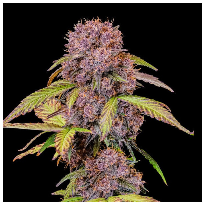 Semillas Autoflorecientes Lemon Cherry Cookies Auto de Fast Buds