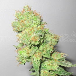 Y Griega CBD (Medical Seeds)