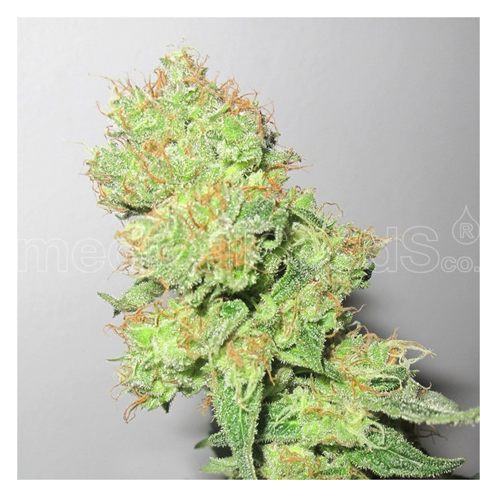 Y Griega CBD (Medical Seeds)