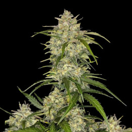 Semillas Autoflorecientes Sour Jealousy Auto de Fast Buds