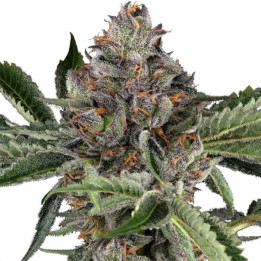Semillas de marihuana feminizadas Papaya Jealousy de Sensi Seeds