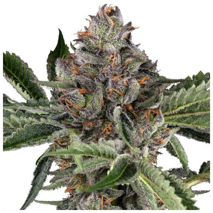 Semillas de marihuana feminizadas Papaya Jealousy de Sensi Seeds