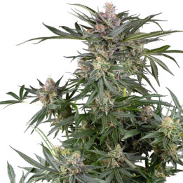 Semillas de marihuana feminizadas Dosimosa Jealousy de Sensi Seeds Research