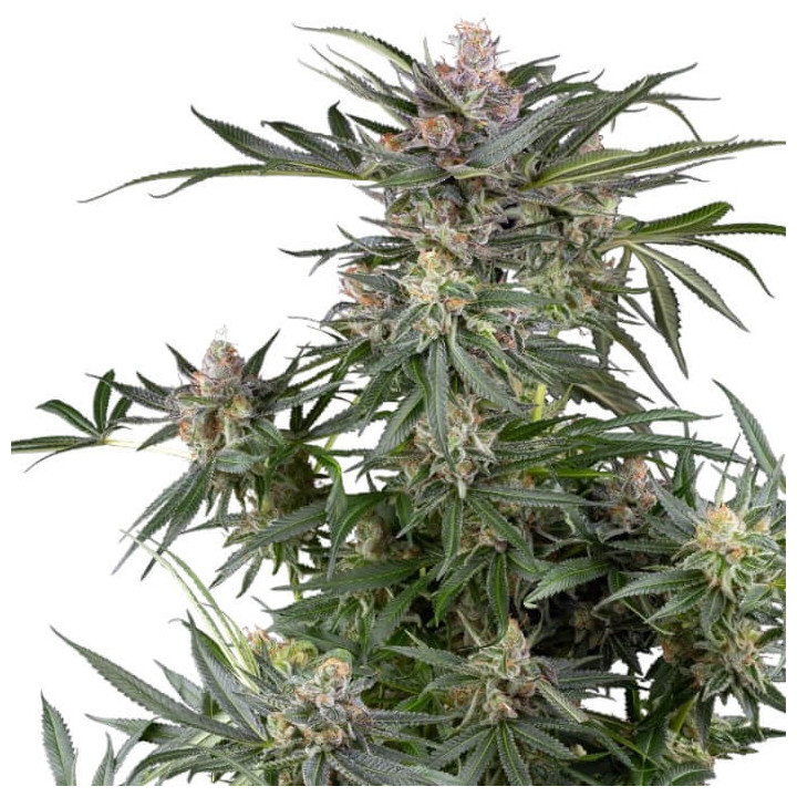 Semillas de marihuana feminizadas Dosimosa Jealousy de Sensi Seeds Research