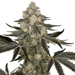 Semillas de marihuana autoflorecientes Sauvignon Blanc Auto de Sensi Seeds Research