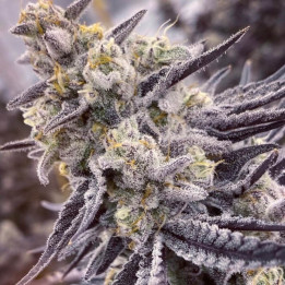 Semillas de marihuana a granel Rs-11 Feminizadas