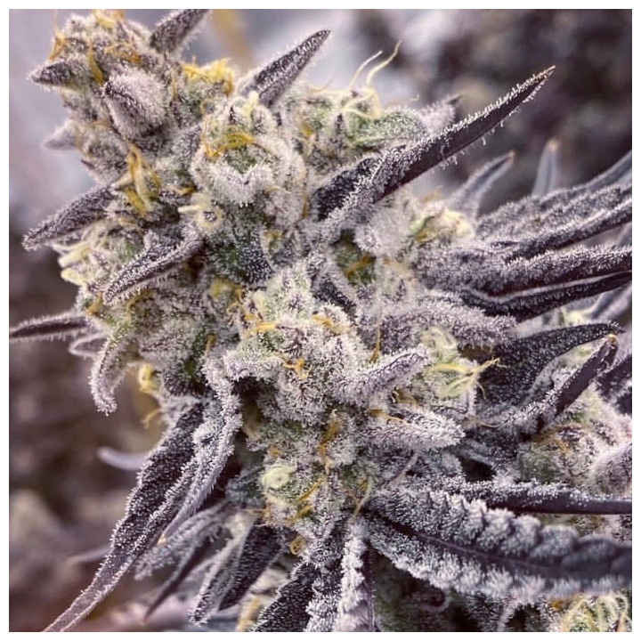 Semillas de marihuana a granel Rs-11 Feminizadas